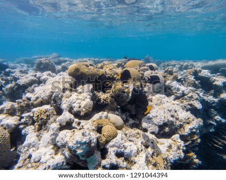 coral reef in eilat and Egypt 2018 scuba diving ,snorkeling under water, reef and sea animals, colorful fishes and coral in tropical water ,under water landscape , many colorful fishes sea animals
