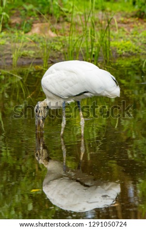 Wood stork.  The wood stork is a large American wading bird in the stork family Ciconiidae. It is found in subtropical and tropical habitats in the Americas, including the Caribbean.