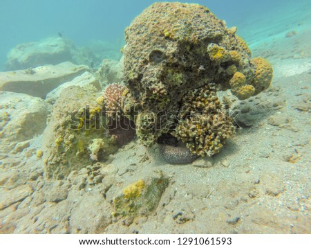 coral reef in eilat and Egypt 2018 scuba diving, snorkeling under water, reef and sea animals, colorful fishes and coral in tropical water ,under water landscape , many colorful fishes sea animals 