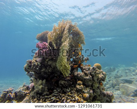 coral reef in eilat and Egypt 2018 scuba diving, snorkeling under water, reef and sea animals, colorful fishes and coral in tropical water ,under water landscape , many colorful fishes sea animals 