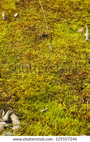 Green moss on the ground