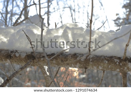 Sun Through Snow on Branch