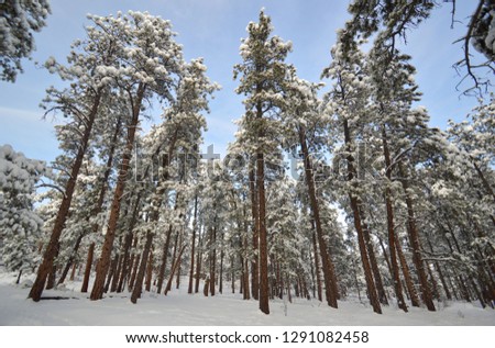 Snow covered pine trees in the heart of the Colorado winter wilderness