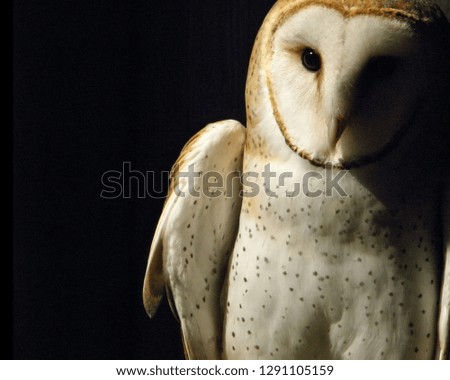 Barn owl against a black back background