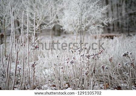 calendar image with white branches and winter berries frozen in cold weather. Germany February 