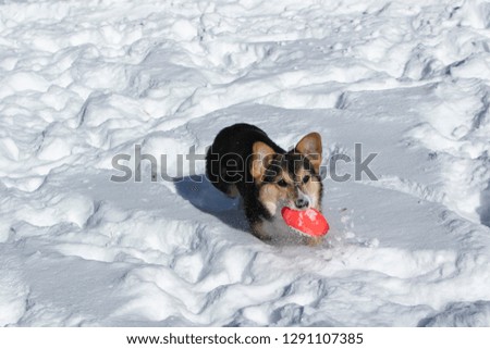 Tricolor Pembroke welsh Corgi playing and running in the snow with a red ball 