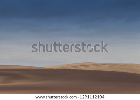 Group of springbocks running on the dunes of the Namibe Desert. Africa. Angola.