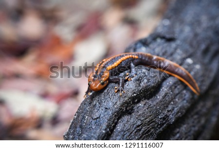 salamander on wooden logs wildlife reptile crocodile salamander spotted orange and black rare animals on mountain rainforest other names salamander asia ,Tylototriton verrucosus Himalayan