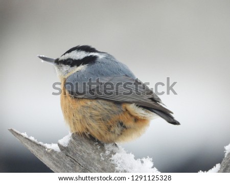 Red breasted nuthatch on a old tree branch in winter