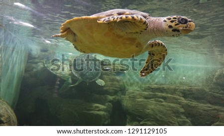 Sea turtle in an ocean