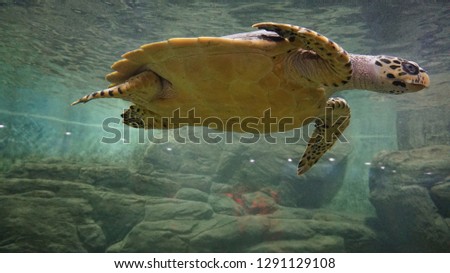 Sea turtle in an ocean