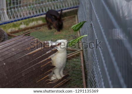 cute rabbit eating vegetable, Adorable cute bunny on eating.