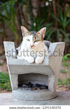 Thai cat sitting on a stove made of cement, beautiful cute cat