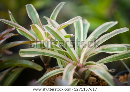 Bromeliad is an ornamental plant with beautiful leaves.