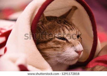 The cat feels cold covered quilt to sleep