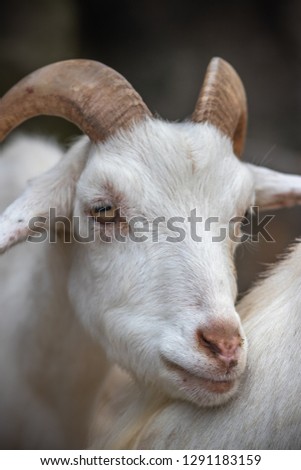 Goat portrait shot