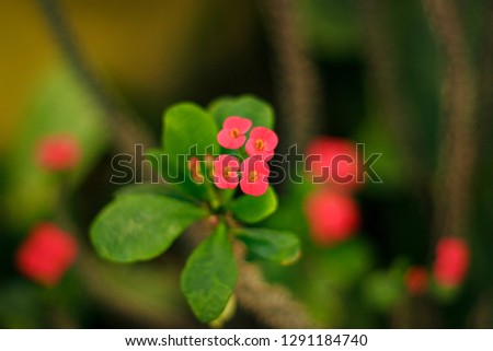 Pink Spurge Flower Macro Photography