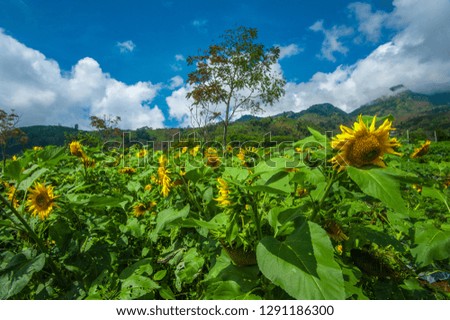 sunflower and nature  taken of dieng, wonosobo 
