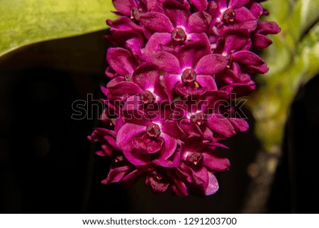 isolated purple orchid on black background