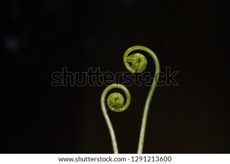 Photo fresh pakisan or fern flower in the morning
