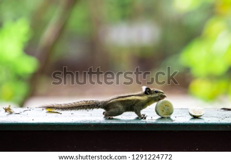 Squirrel eating bananas