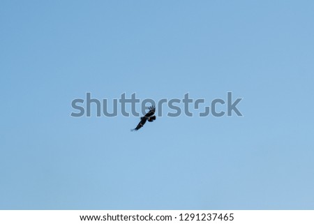 Crow on the flight