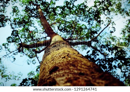 Rubber tree Landscapes rubber plantation.