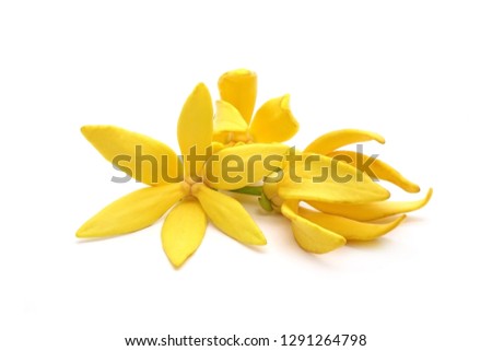 Ylang ylang flowers : Ylang Ylang or Ilang ilang (Cananga odorata) valued for perfume extracted from its flowers,  which is an essential oil used in aromatherapy. Ylang-Ylang flower isolated on white