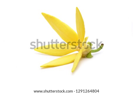 Ylang ylang flowers : Ylang Ylang or Ilang ilang (Cananga odorata) valued for perfume extracted from its flowers,  which is an essential oil used in aromatherapy. Ylang-Ylang flower isolated on white