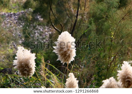 pictures of nature and flowers in winter in Israel