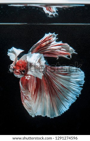 Close up red and white betta Siamese (fighting fish) with its reflection on black background in high resolution photo