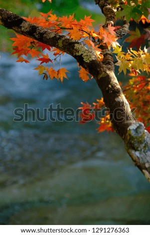 The scene of the colored maple leaves in autumn
