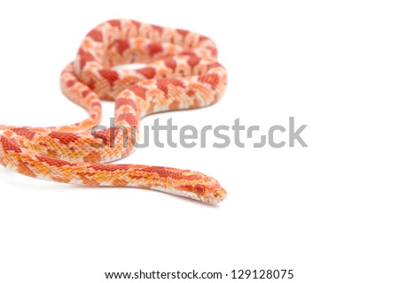 Albino corn snake on white background