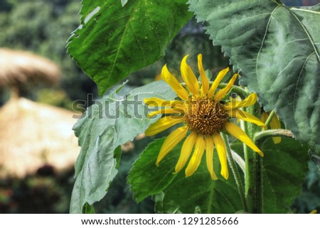 sunflower plant  blossom