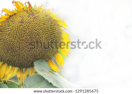sunflower plant  blossom