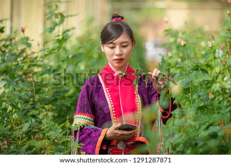 young woman in Karen dress are using the phone camera to take pictures of rose in the farmland rose garden Thailand
