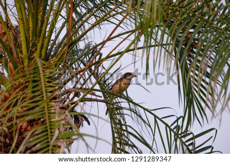 Female Burmese Shrike.  Its natural habitats are subtropical or tropical moist lowland forest and subtropical or tropical moist montane forest.