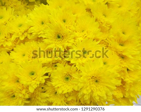 Yellow flower for texture backgrounds