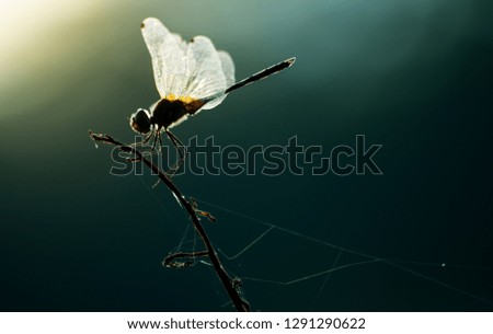 Dragonfly on grass, close-up of insect in nature, the animal wildlife