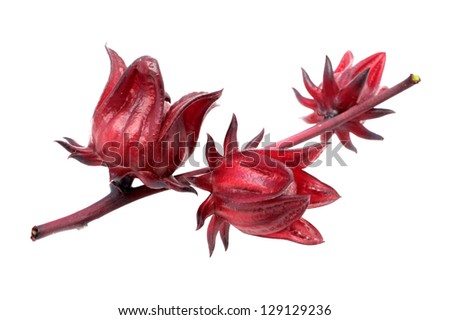 Hibiscus sabdariffa or roselle fruits Royalty-Free Stock Photo #129129236