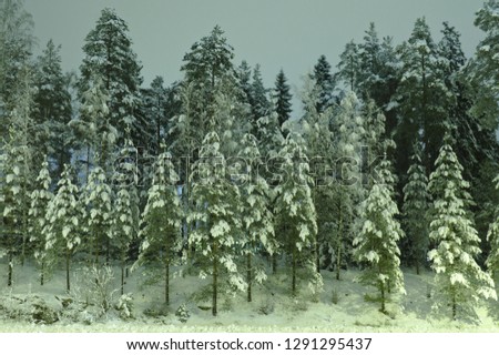 Night photo of a group of snowy trees on a hill.
