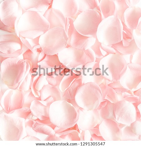Flowers composition. Rose flower petals. Flat lay, top view, copy space, square