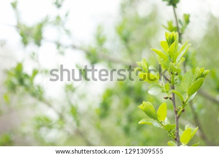 young green shoots of a tree, spring season, natural background