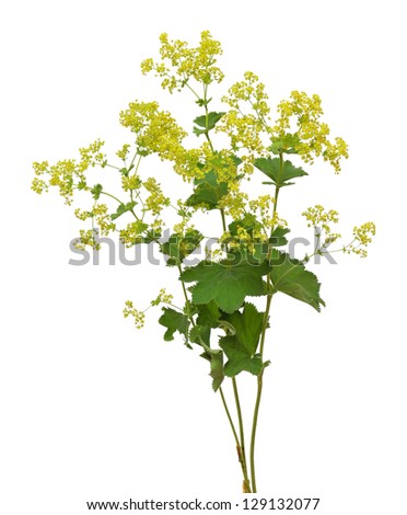 Lady's mantle Royalty-Free Stock Photo #129132077
