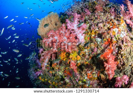 Beautiful, colorful, healthy tropical coral reef (Richelieu Rock) Royalty-Free Stock Photo #1291330714