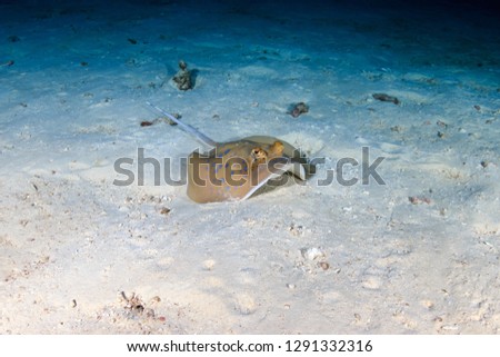 A Kuhl's Bluespotted Stingray hidden on the seafloor of a dark, tropical coral reef