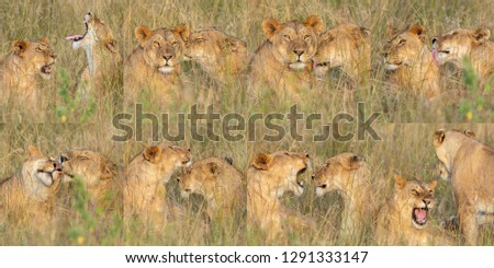 8 photos depicting the caress of lionesses combined into one frame