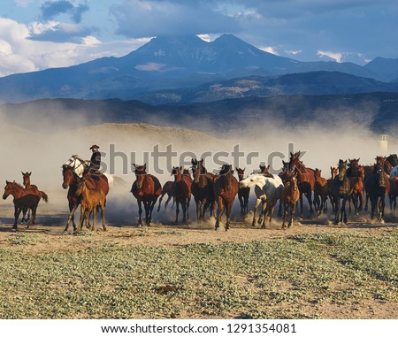Dramatic landscape of wild horses running, a cowboy, Mount Erciyes and dust. Horses (Yilki Atlari) live in Hurmetci Village, between Cappadocia and Kayseri, Central Anatolian region of Turkey.       