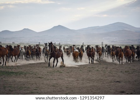 Dramatic landscape of wild horses running in dust. Horses (Yilki Atlari) live in Hurmetci Village, between Cappadocia and Kayseri, Central Anatolian region of Turkey.                  