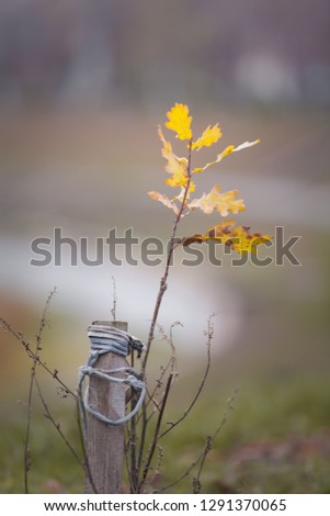 Autumn cloudy day. A small oak tree sprout with a prop - stick on the rope. Soft defocus. Picture taken in Ukraine, Kiev region. Color image. Tint